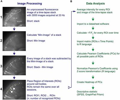 Direct Medial Entorhinal Cortex Input to Hippocampal CA3 Is Crucial for eEF2K Inhibitor-Induced Neuronal Oscillations in the Mouse Hippocampus